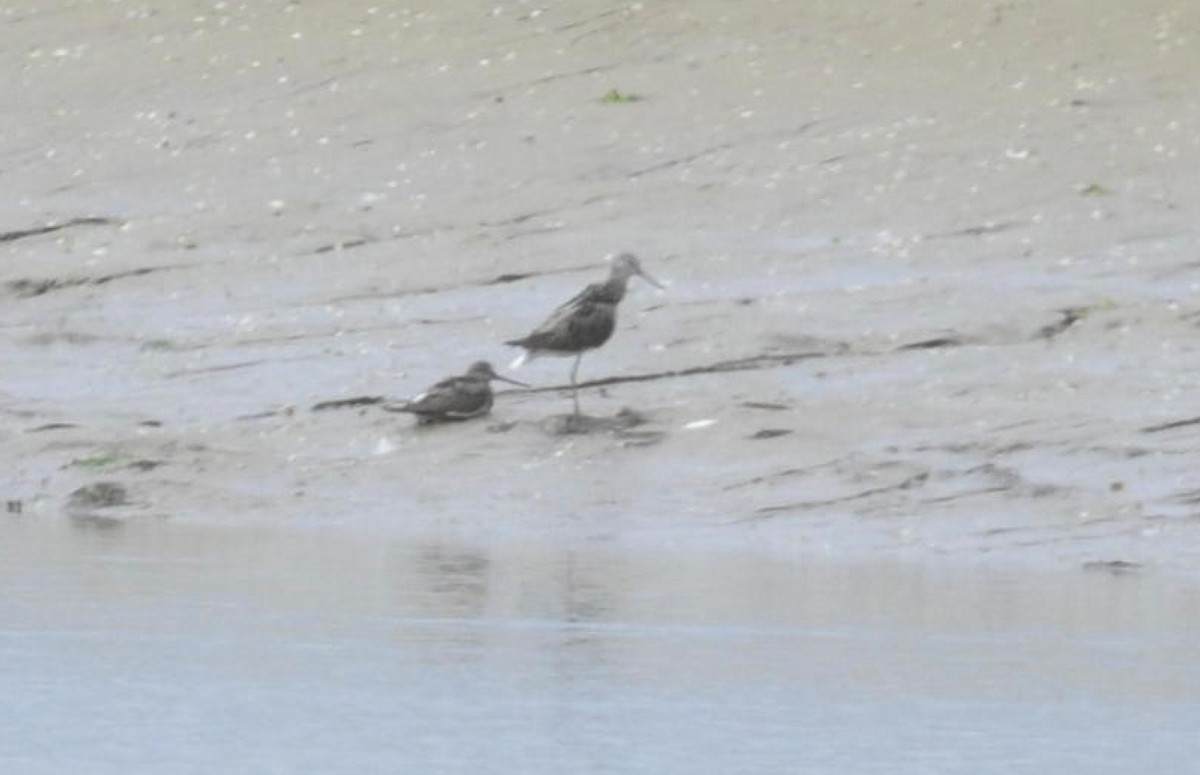 Үхэр хөгчүү - ML621571206