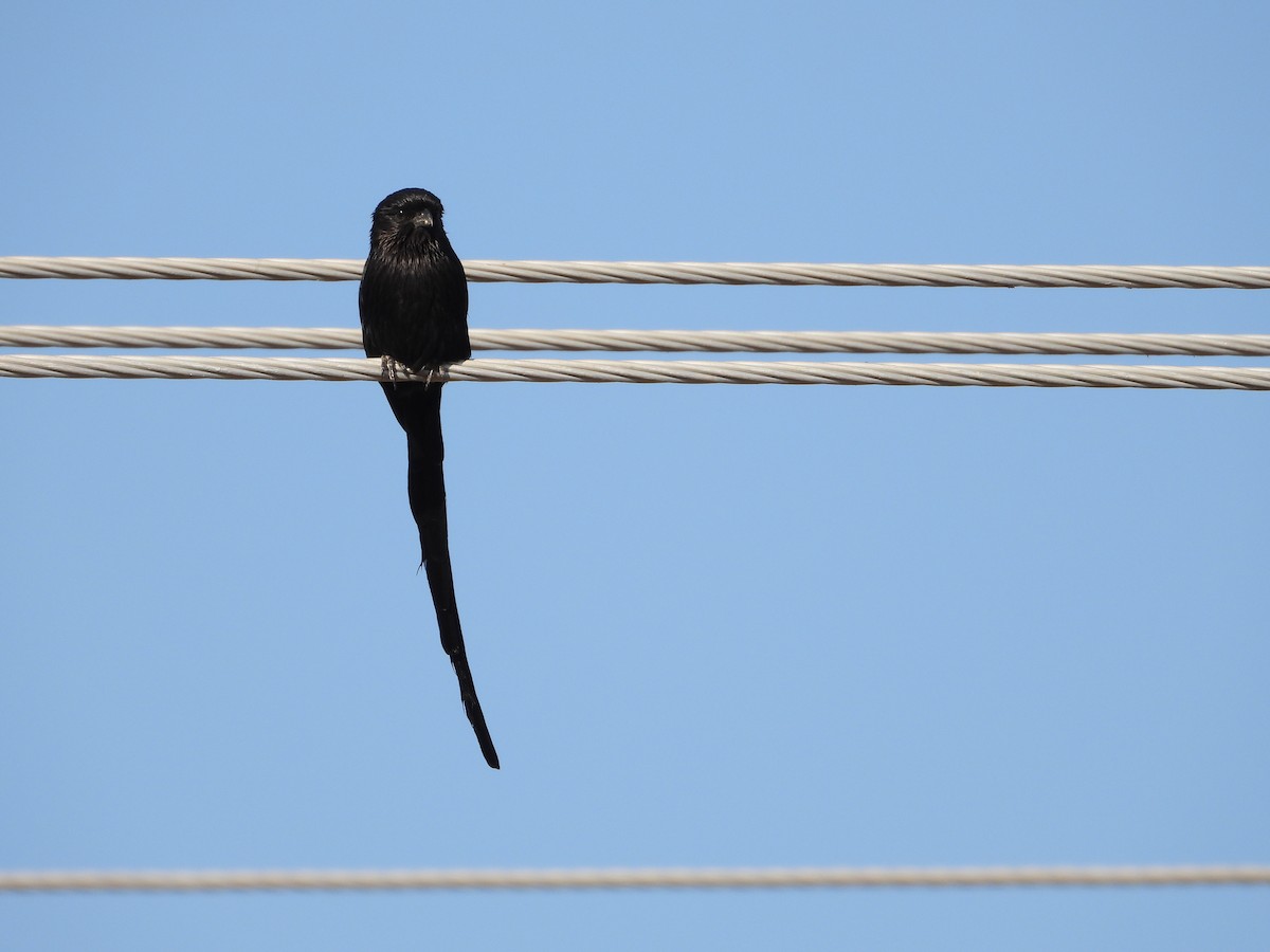 Magpie Shrike - ML621571268