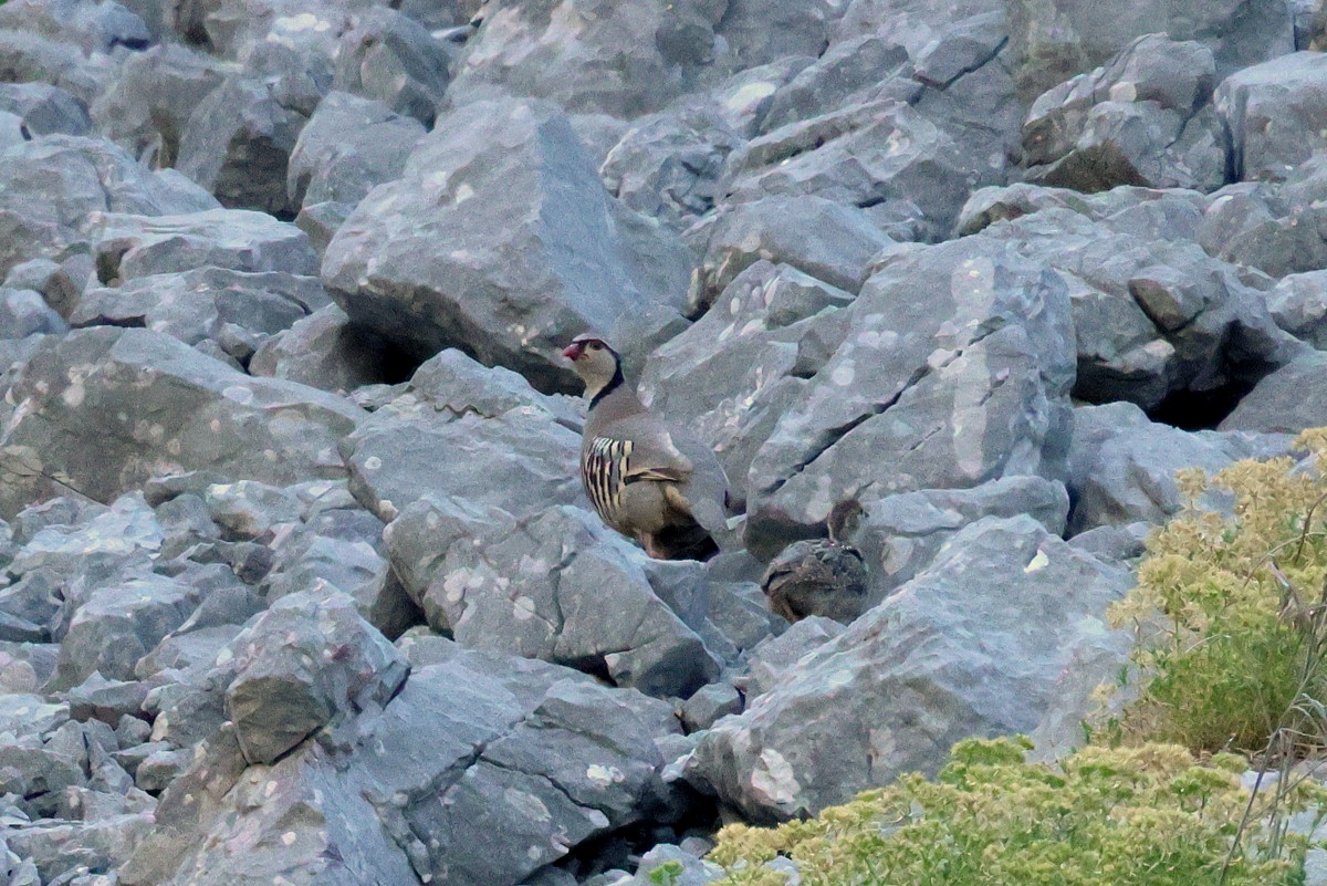 Rock Partridge - ML621571499