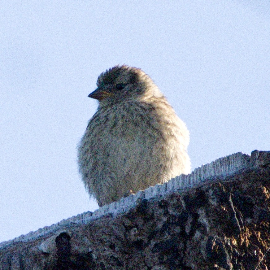 White-crowned Sparrow - ML621571569