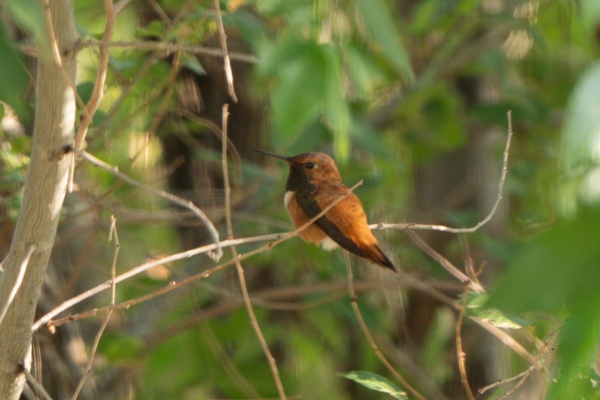 Rufous Hummingbird - ML621571587