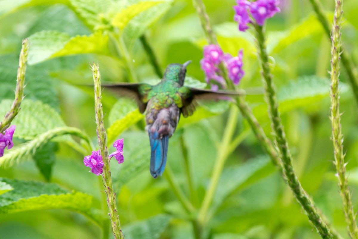 Blue-vented Hummingbird - ML621571593