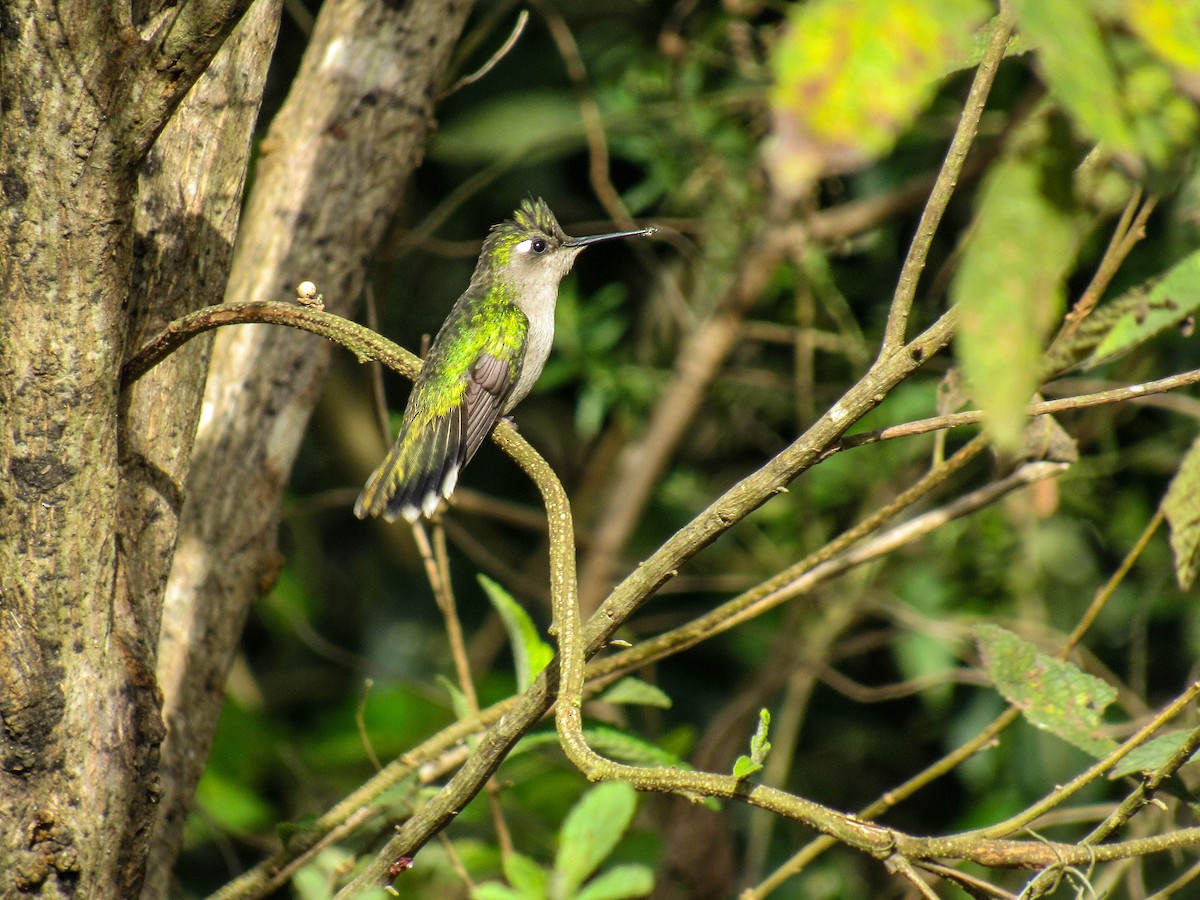 Colibri à huppe bleue - ML621571617