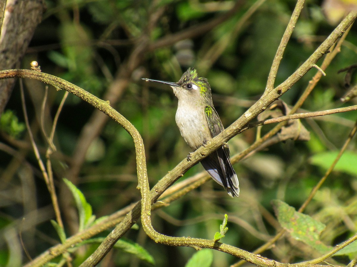 Colibri à huppe bleue - ML621571619