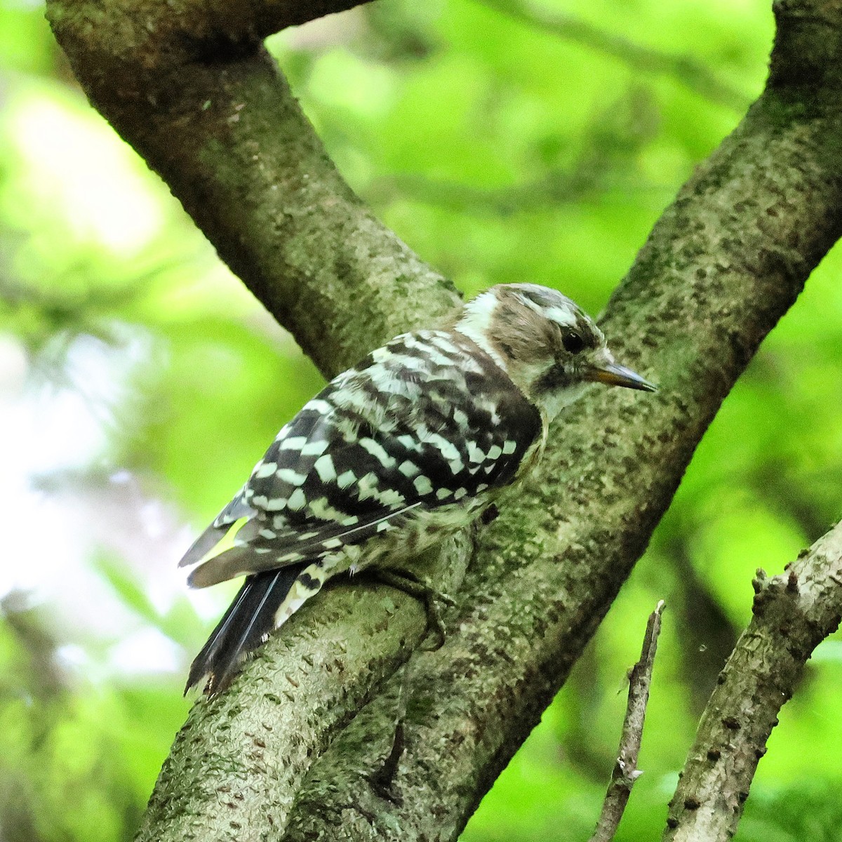 Japanese Pygmy Woodpecker - ML621571623