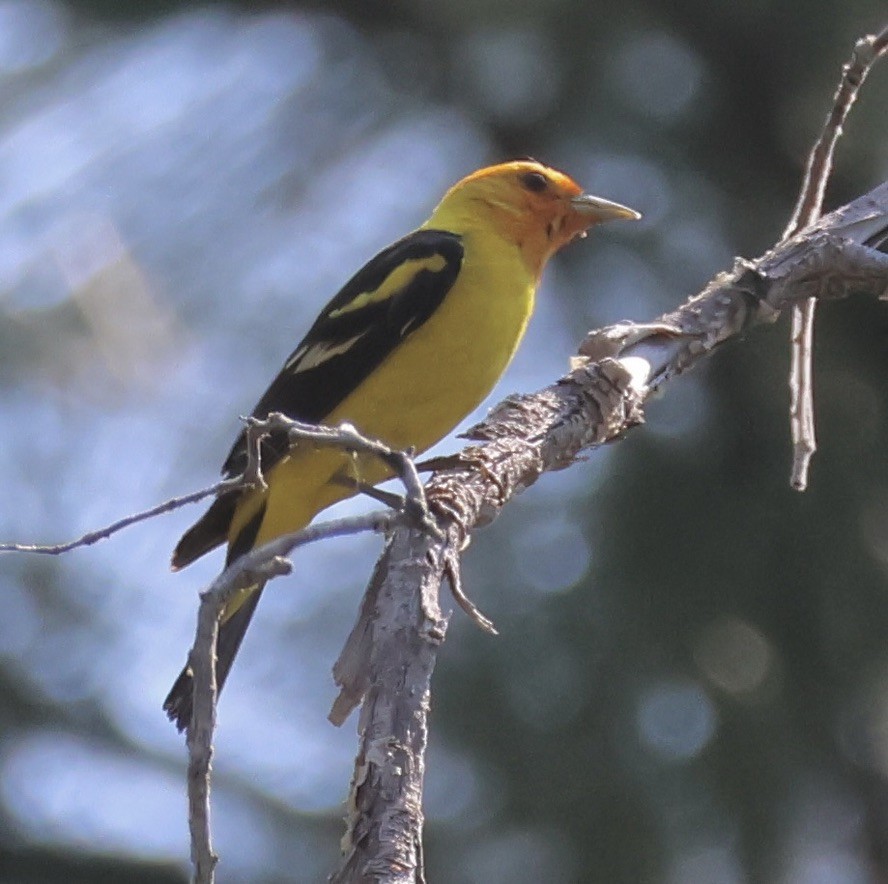 Western Tanager - ML621571634