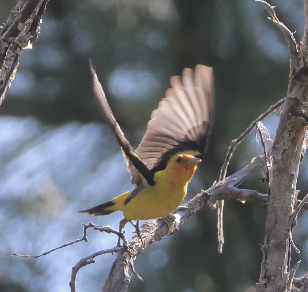Western Tanager - ML621571639