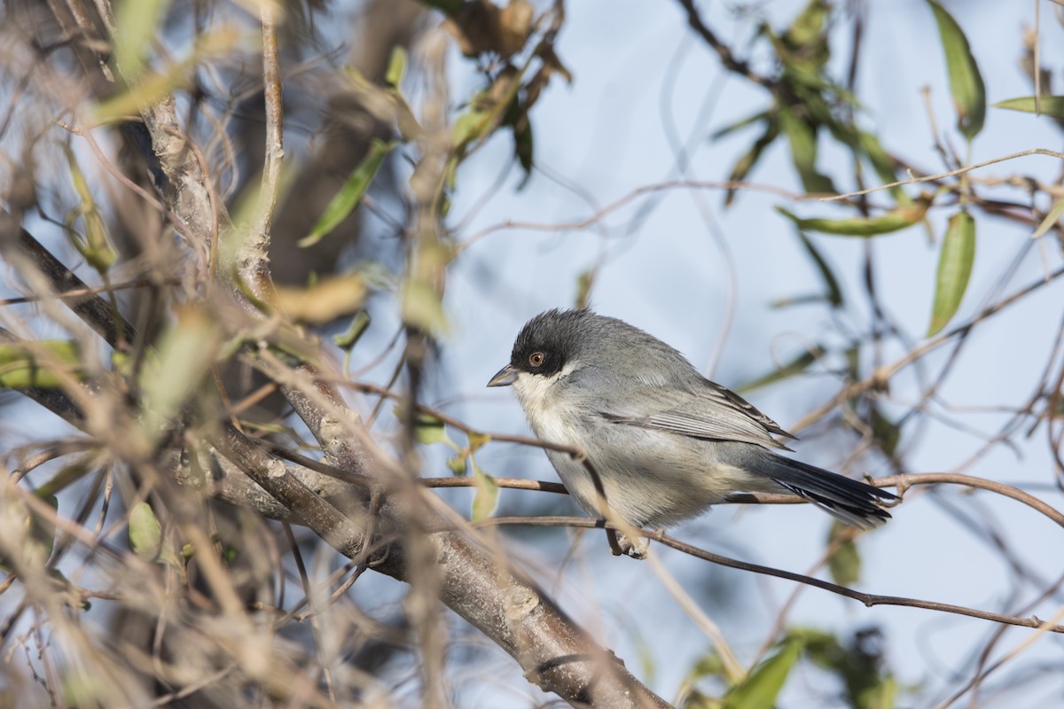 Black-capped Warbling Finch - ML621571643