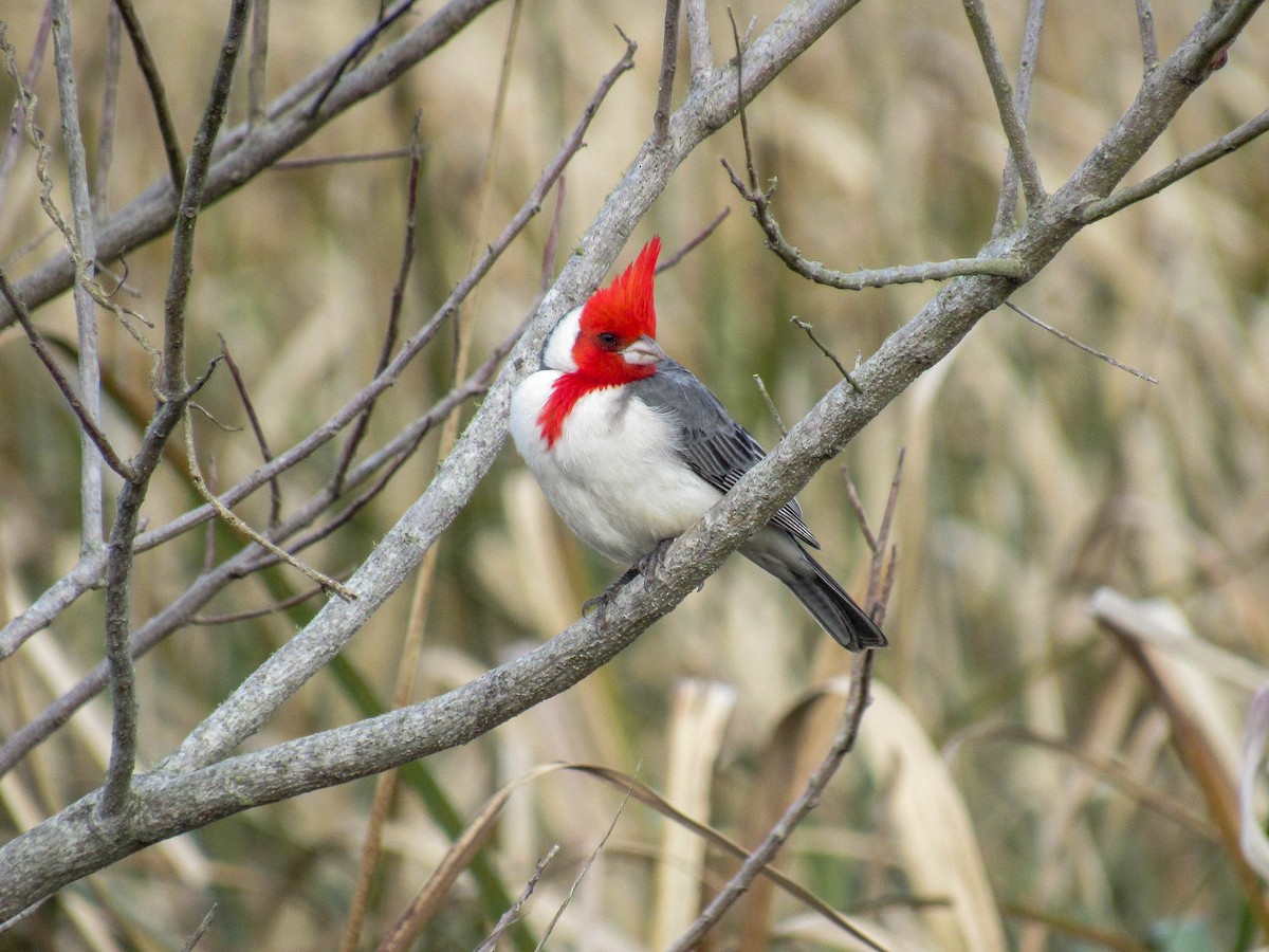 Red-crested Cardinal - ML621571645