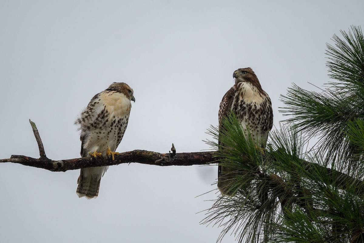 Red-tailed Hawk - ML621571648
