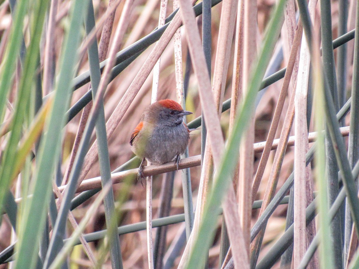 Spix's Spinetail - ML621571655