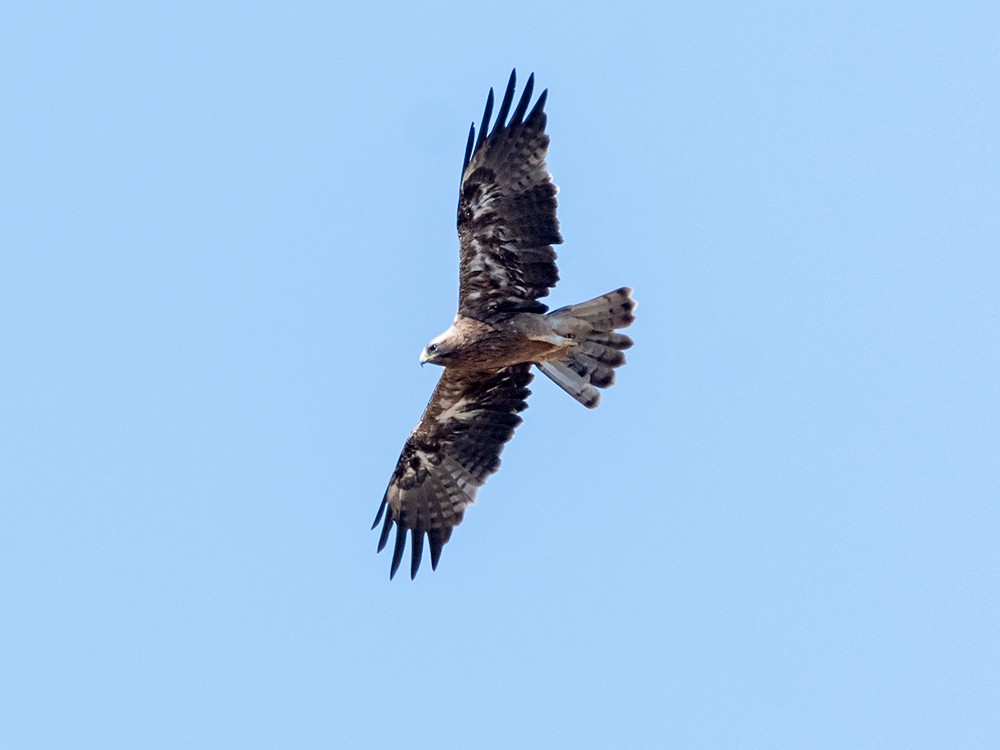 Бахим бүргэд - ML621571671