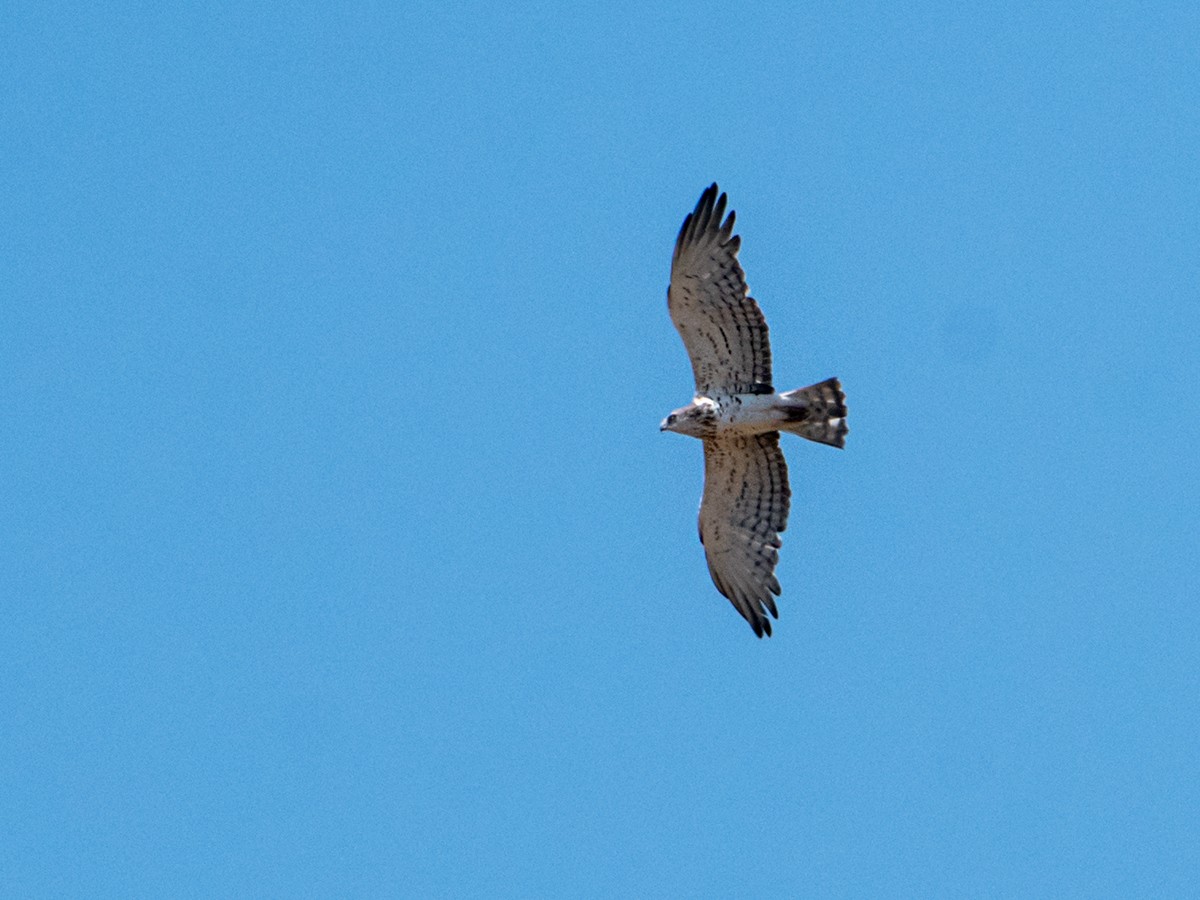 Short-toed Snake-Eagle - ML621571730