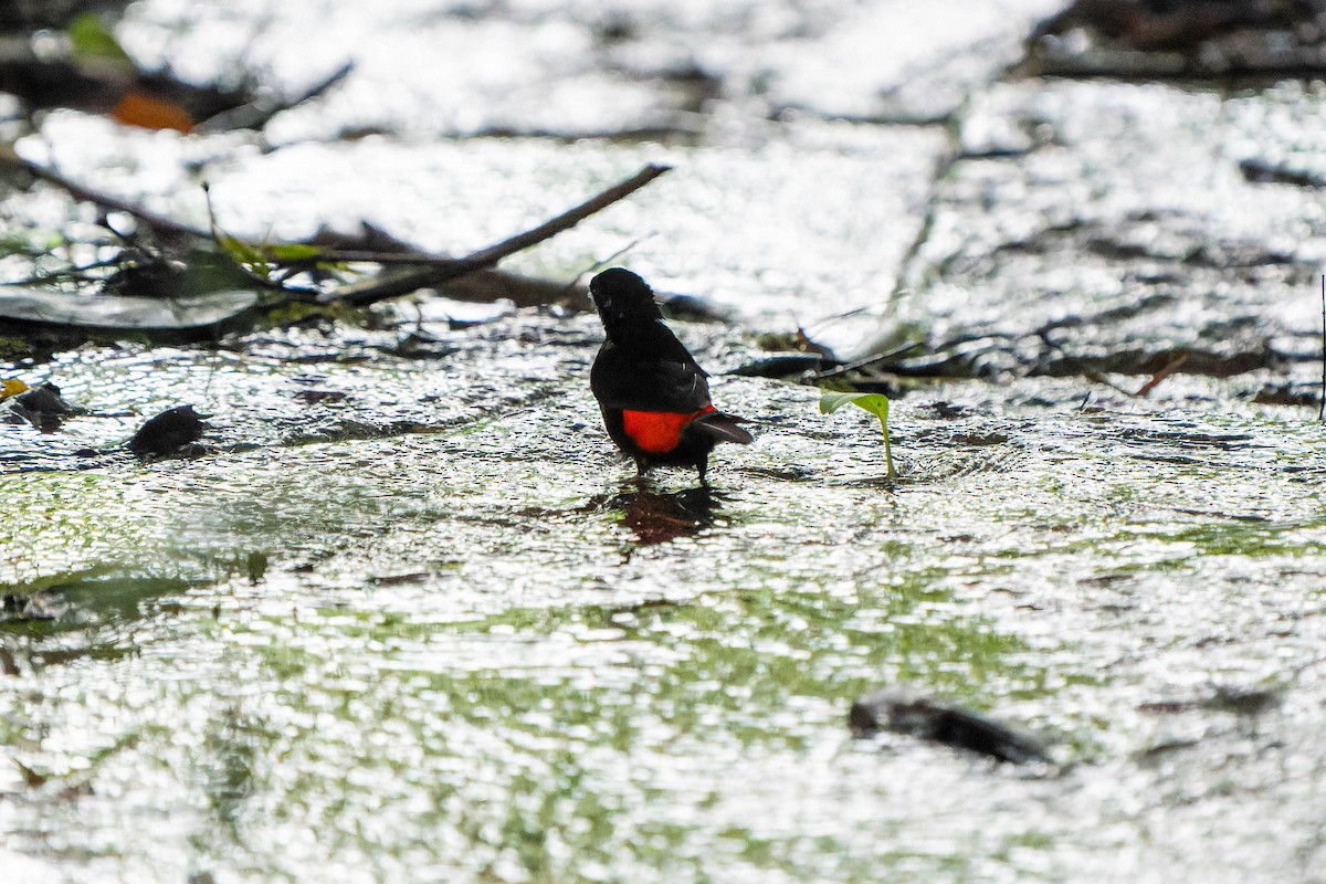 Scarlet-rumped Tanager - ML621571880