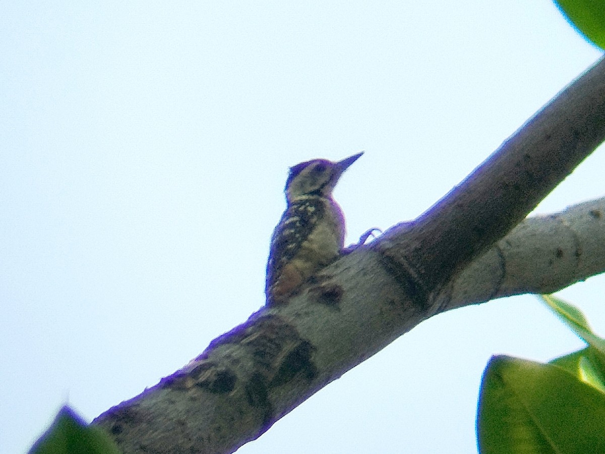 Sunda Pygmy Woodpecker - ML621571891