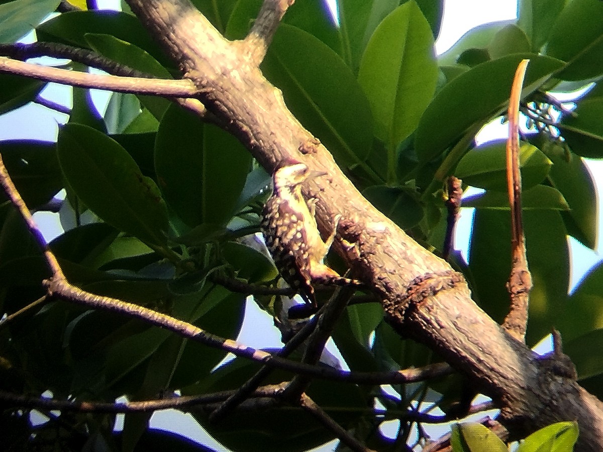 Sunda Pygmy Woodpecker - ML621571892