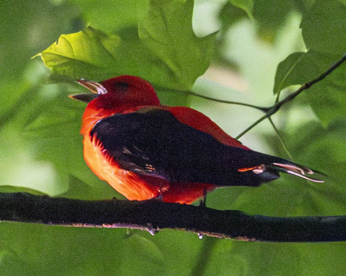 Scarlet Tanager - ML621571899