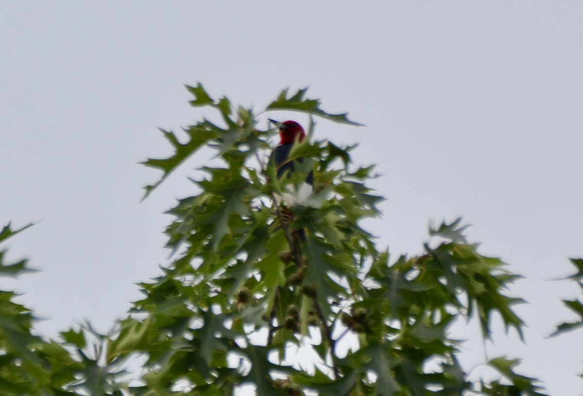 Red-headed Woodpecker - Anonymous