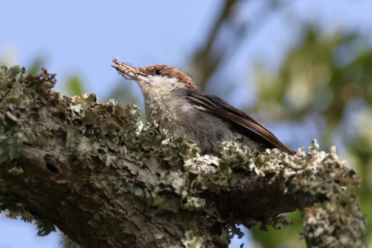 Brown-headed Nuthatch - ML621571942
