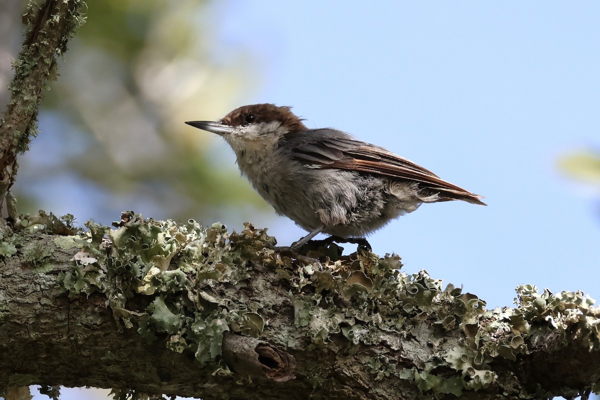Brown-headed Nuthatch - ML621571943