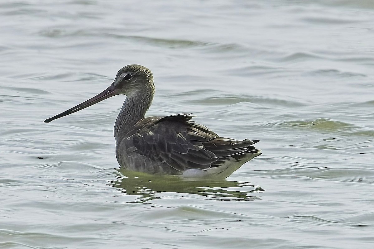 Asian Dowitcher - ML621571950