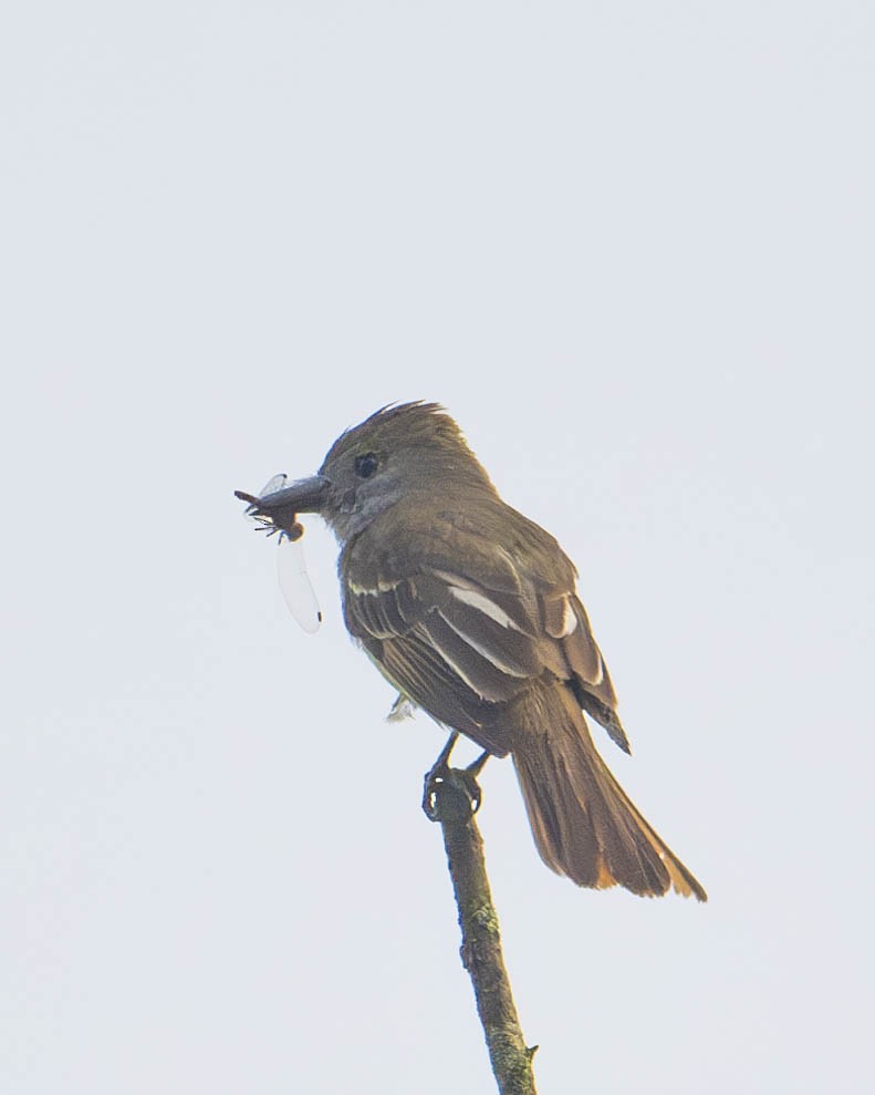 Great Crested Flycatcher - ML621571953