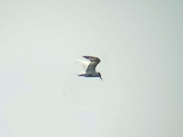 Whiskered Tern - Lars Mannzen