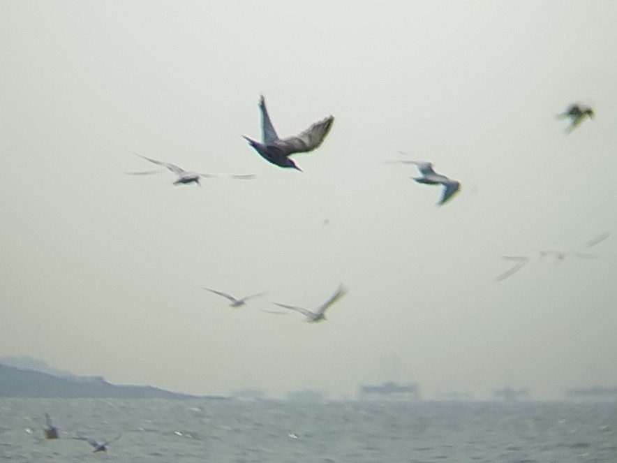 Whiskered Tern - Lars Mannzen