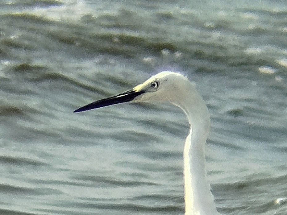 Little Egret (Australasian) - Lars Mannzen