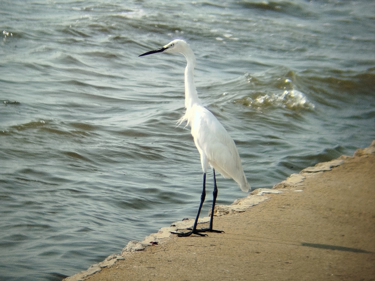 Little Egret (Australasian) - Lars Mannzen