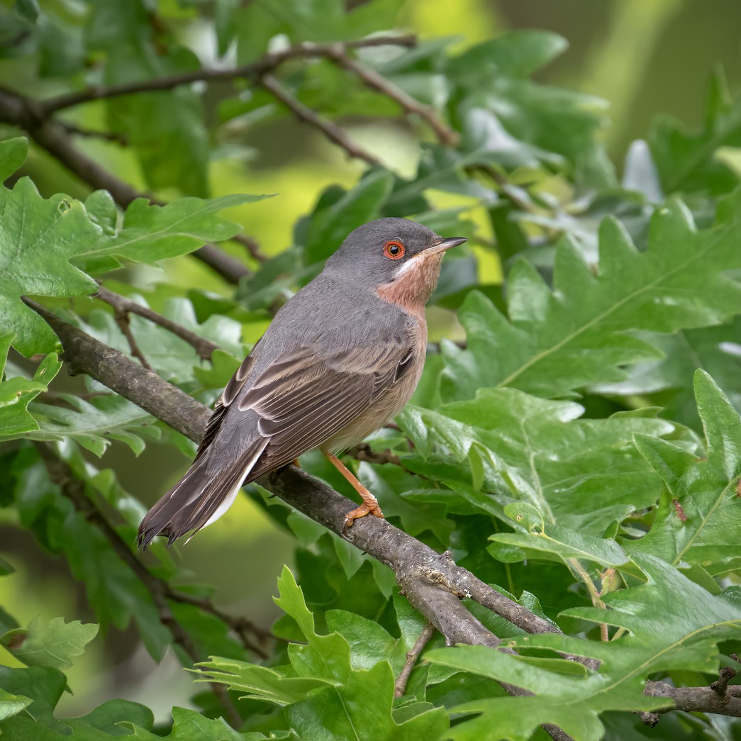 Moltoni's/Western/Eastern Subalpine Warbler - ML621572053