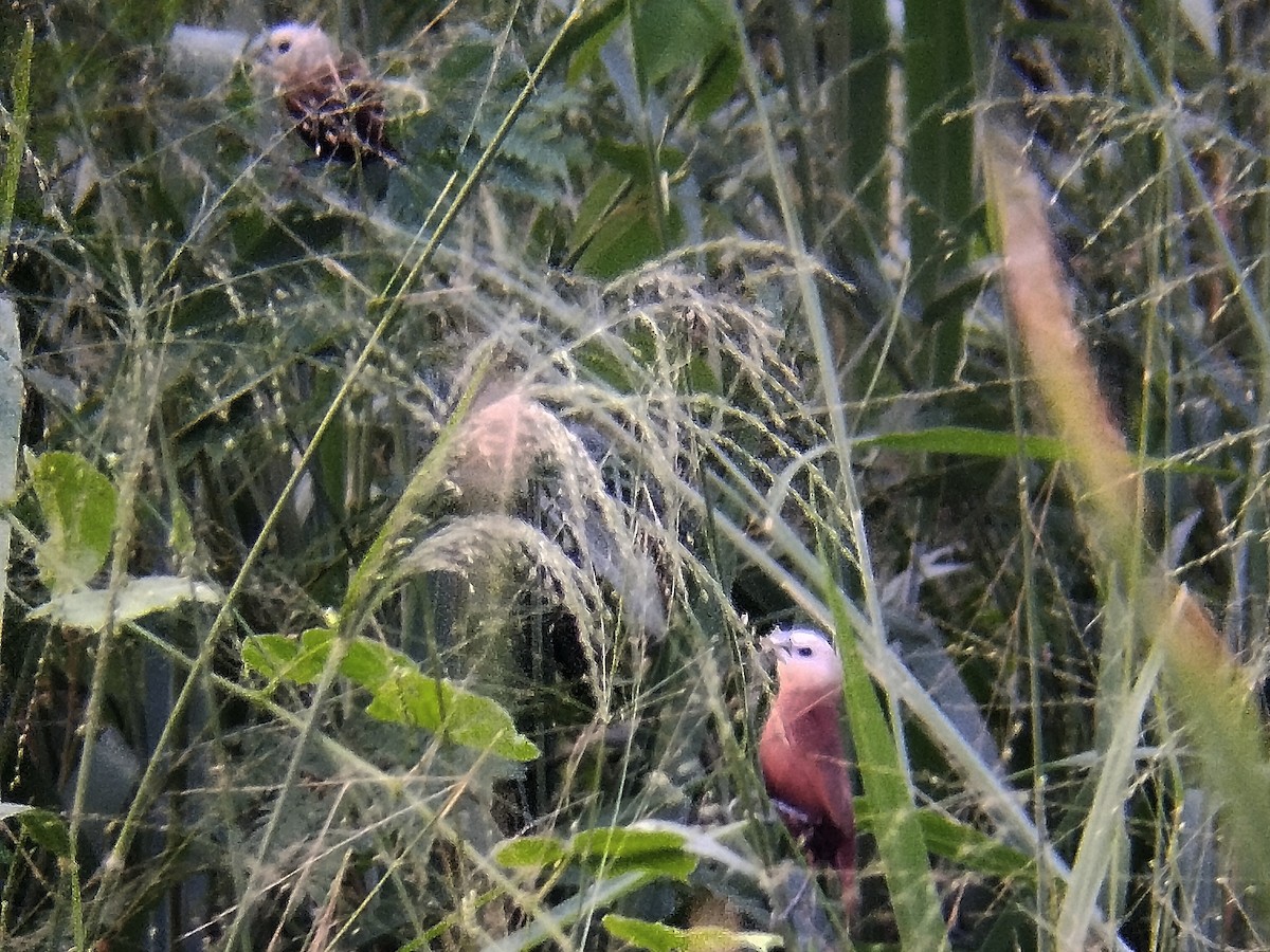 White-headed Munia - Lars Mannzen