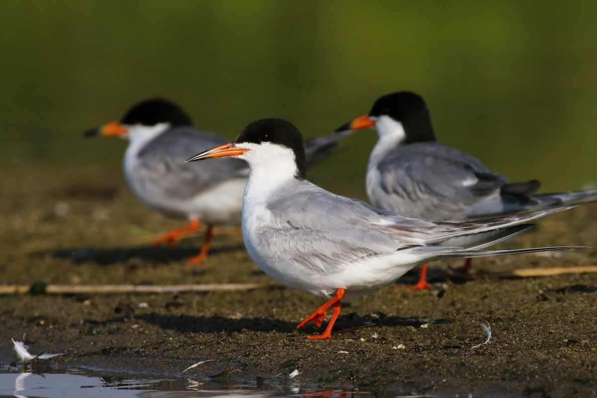 Forster's Tern - Stephen Turner