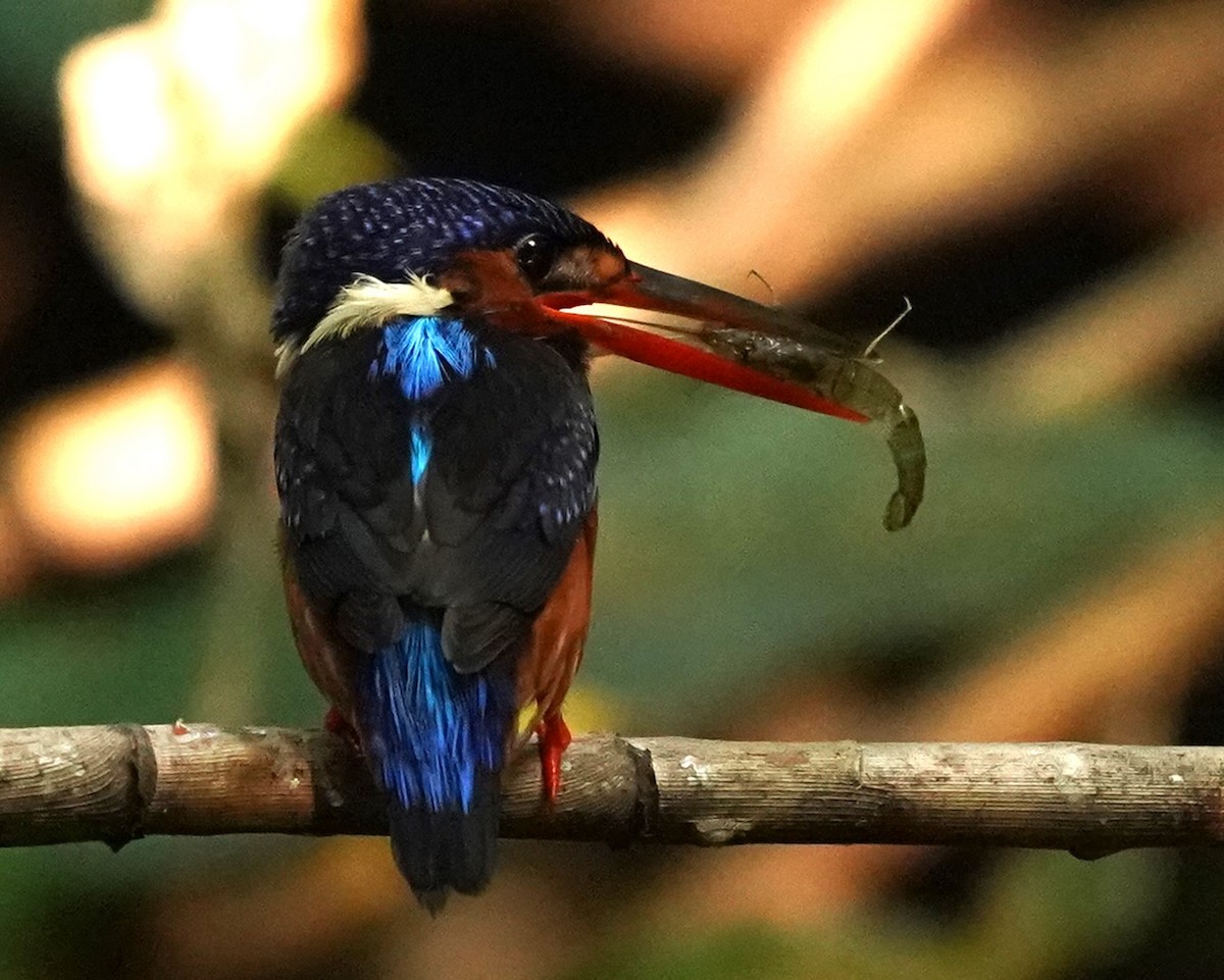 Blue-eared Kingfisher - ML621572207