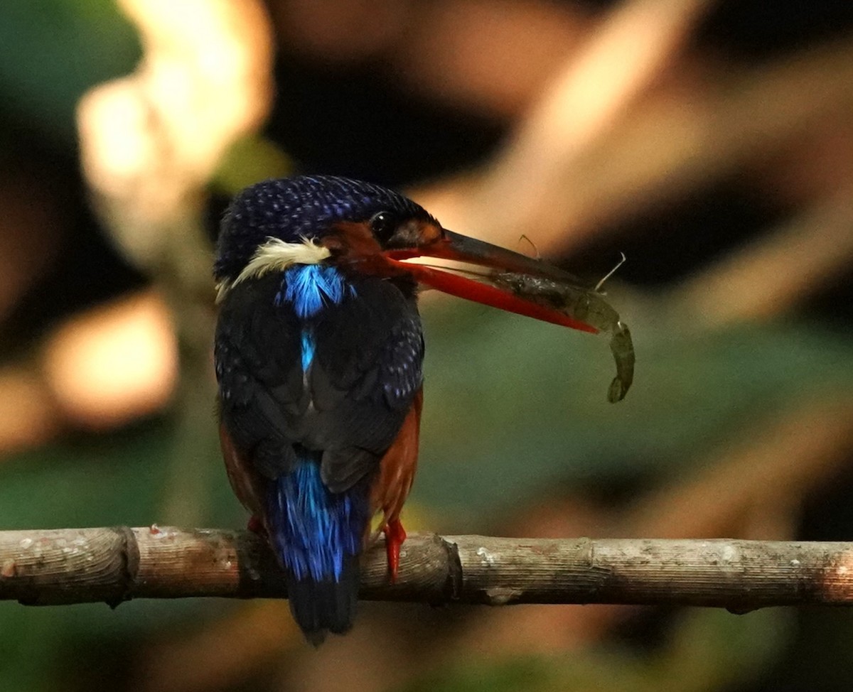 Blue-eared Kingfisher - ML621572208
