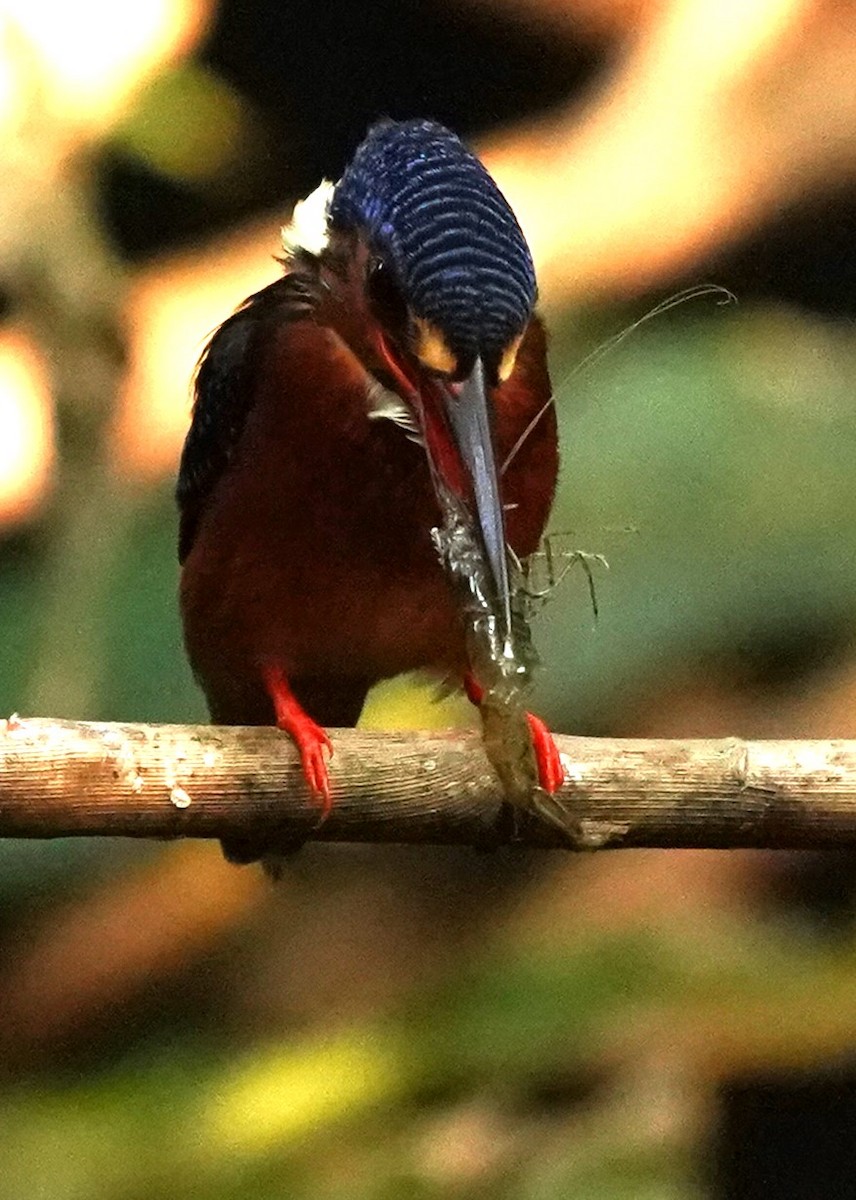 Blue-eared Kingfisher - ML621572209