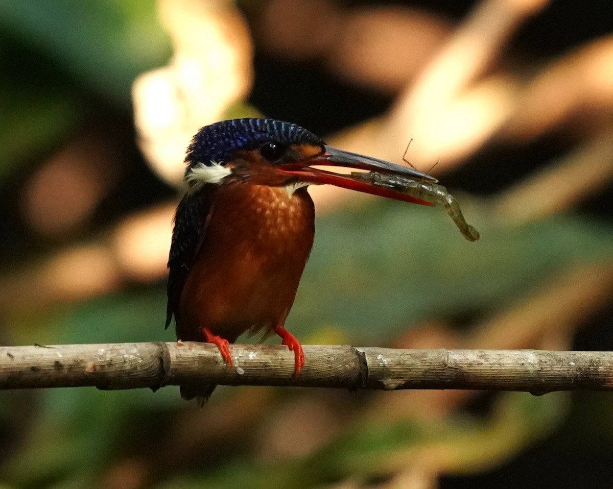 Blue-eared Kingfisher - ML621572210