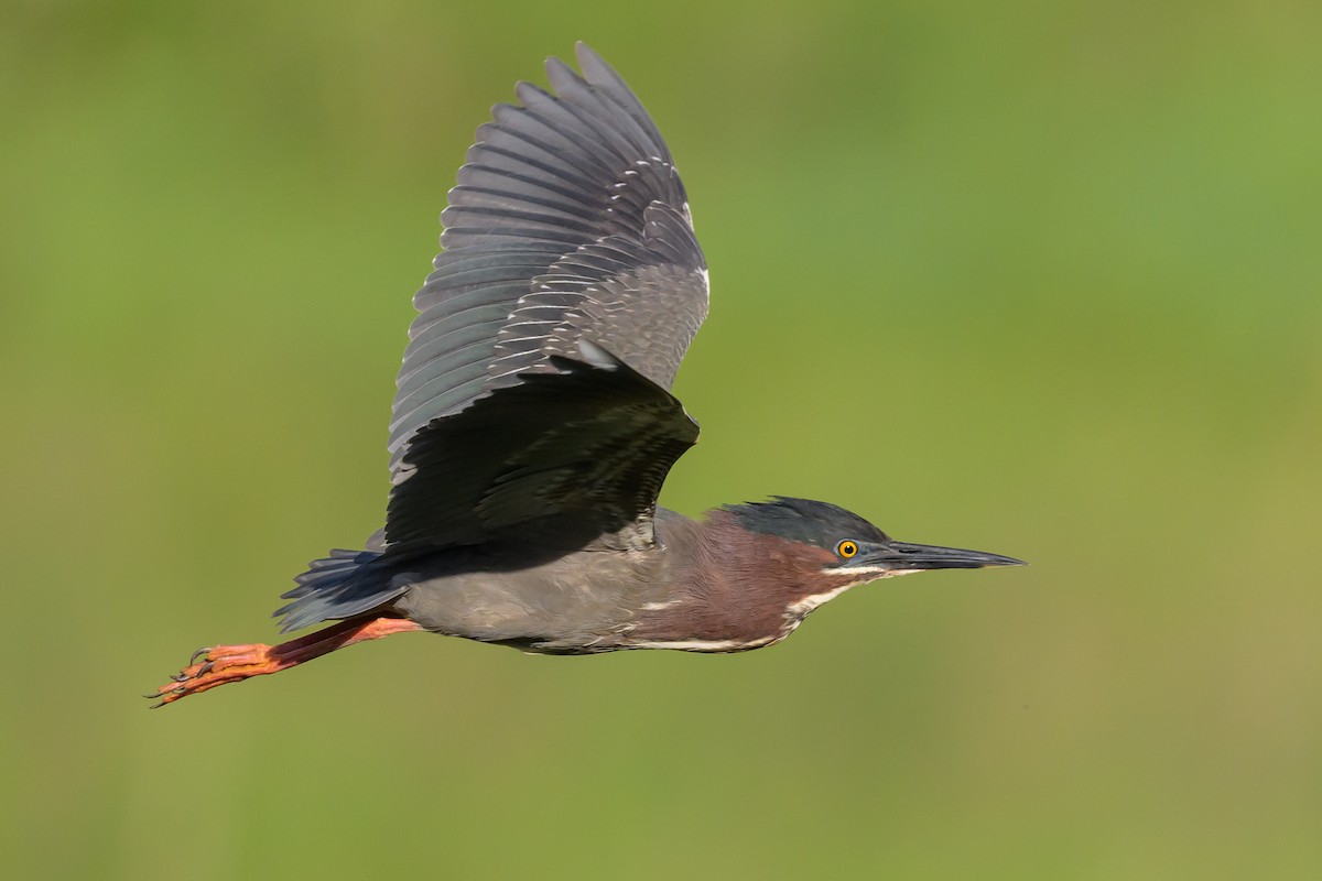 Green Heron - Stephen Davies