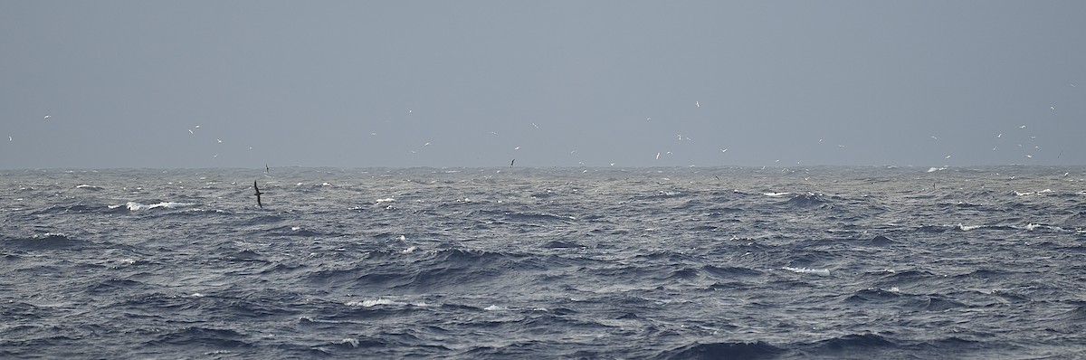 White Tern (Pacific) - ML621572263