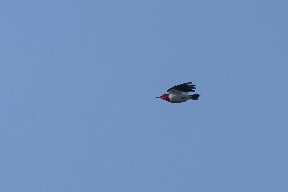 Red-headed Woodpecker - ML621572275
