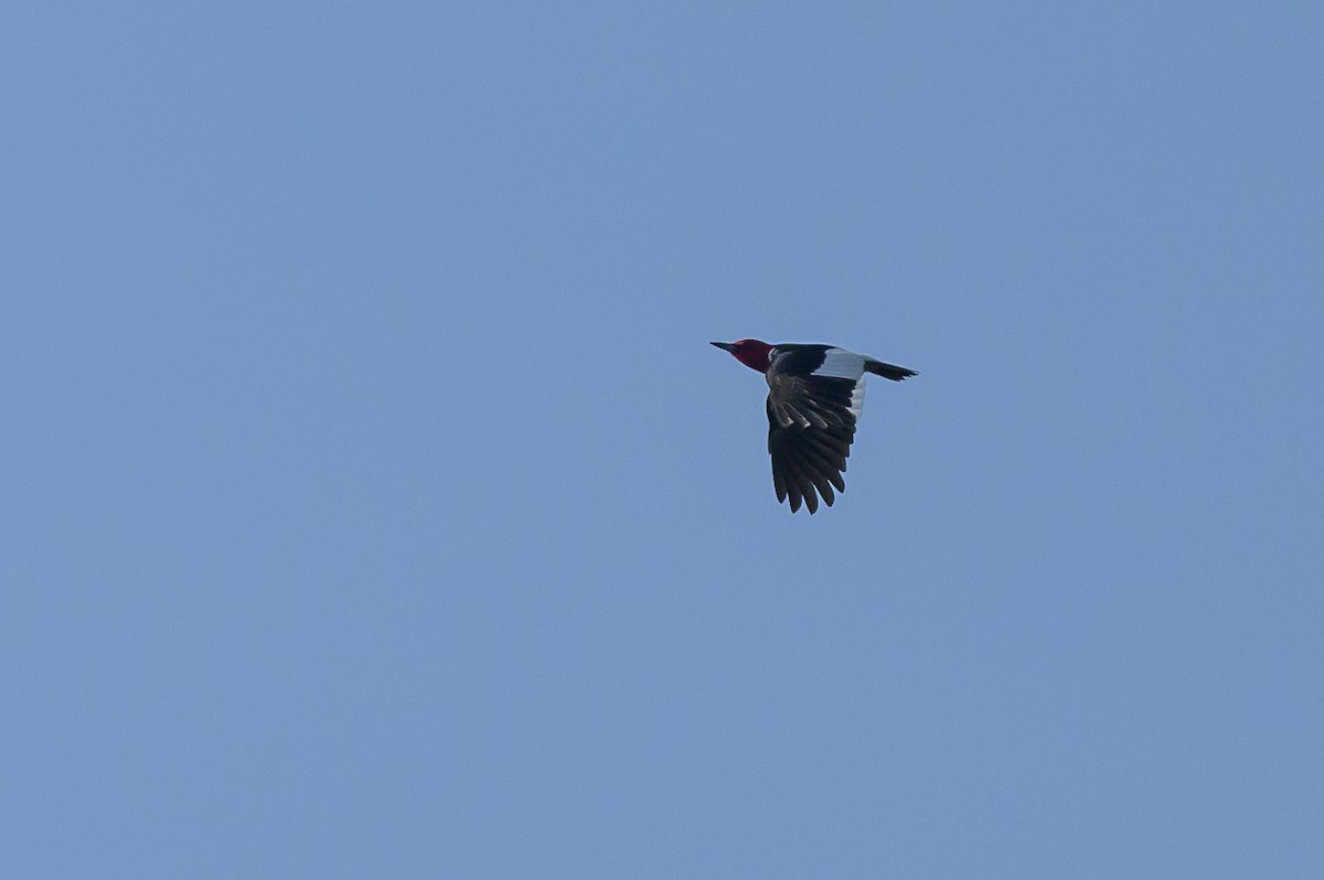 Red-headed Woodpecker - ML621572276