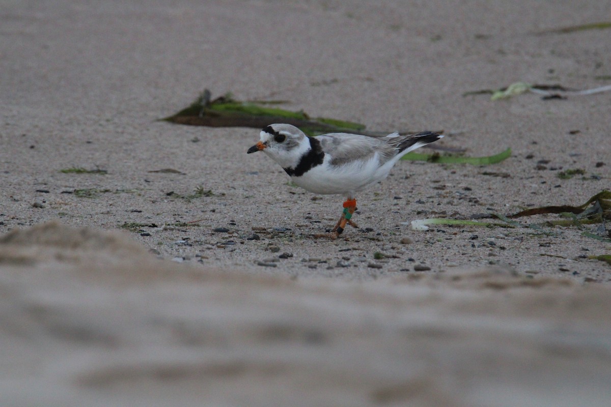 Piping Plover - ML621572279