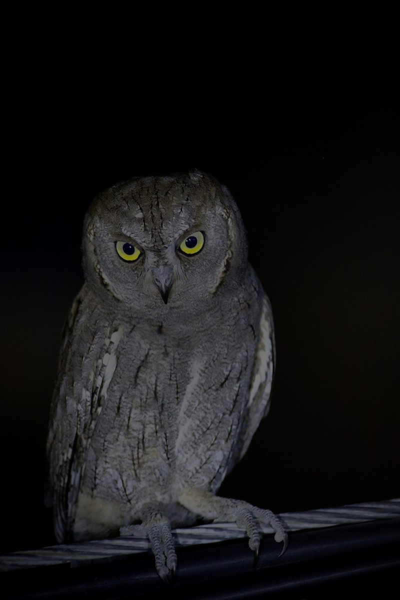 Eurasian Scops-Owl - ML621572284