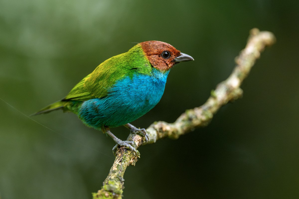 Bay-headed Tanager - ML621572310