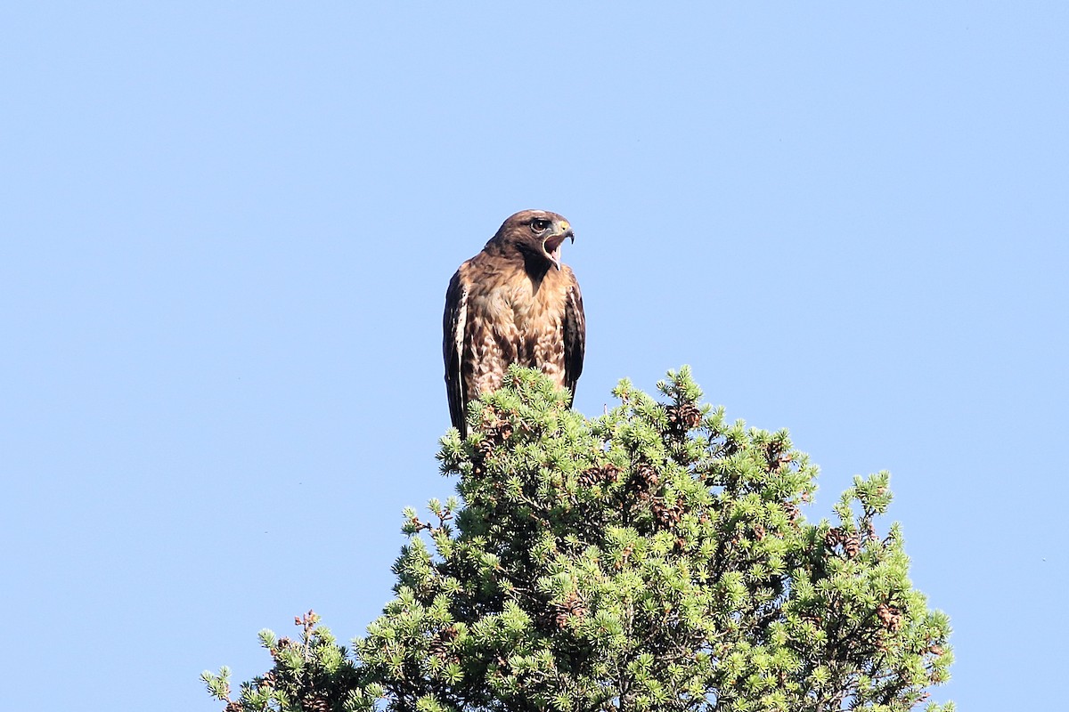 Red-tailed Hawk - ML621572366