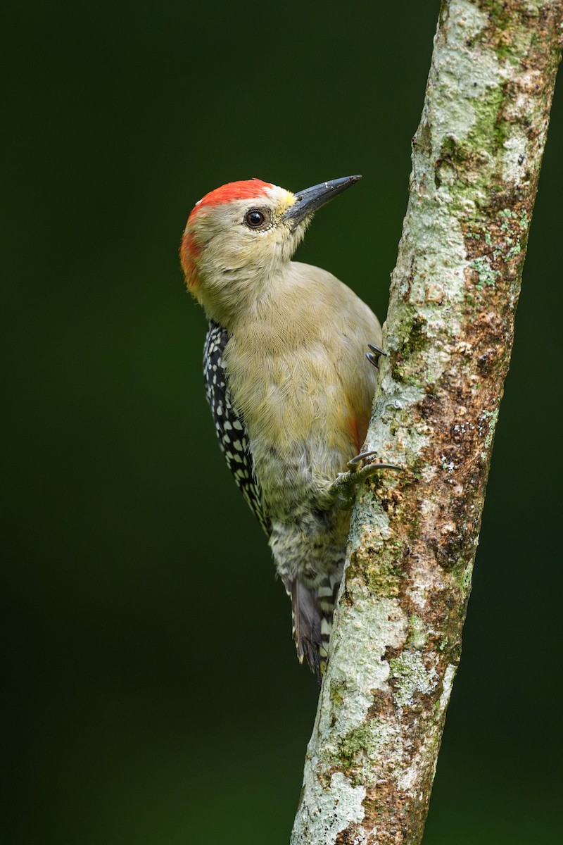 Red-crowned Woodpecker - ML621572376