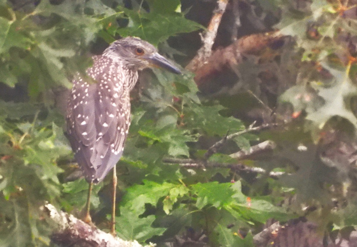 Yellow-crowned Night Heron - ML621572399