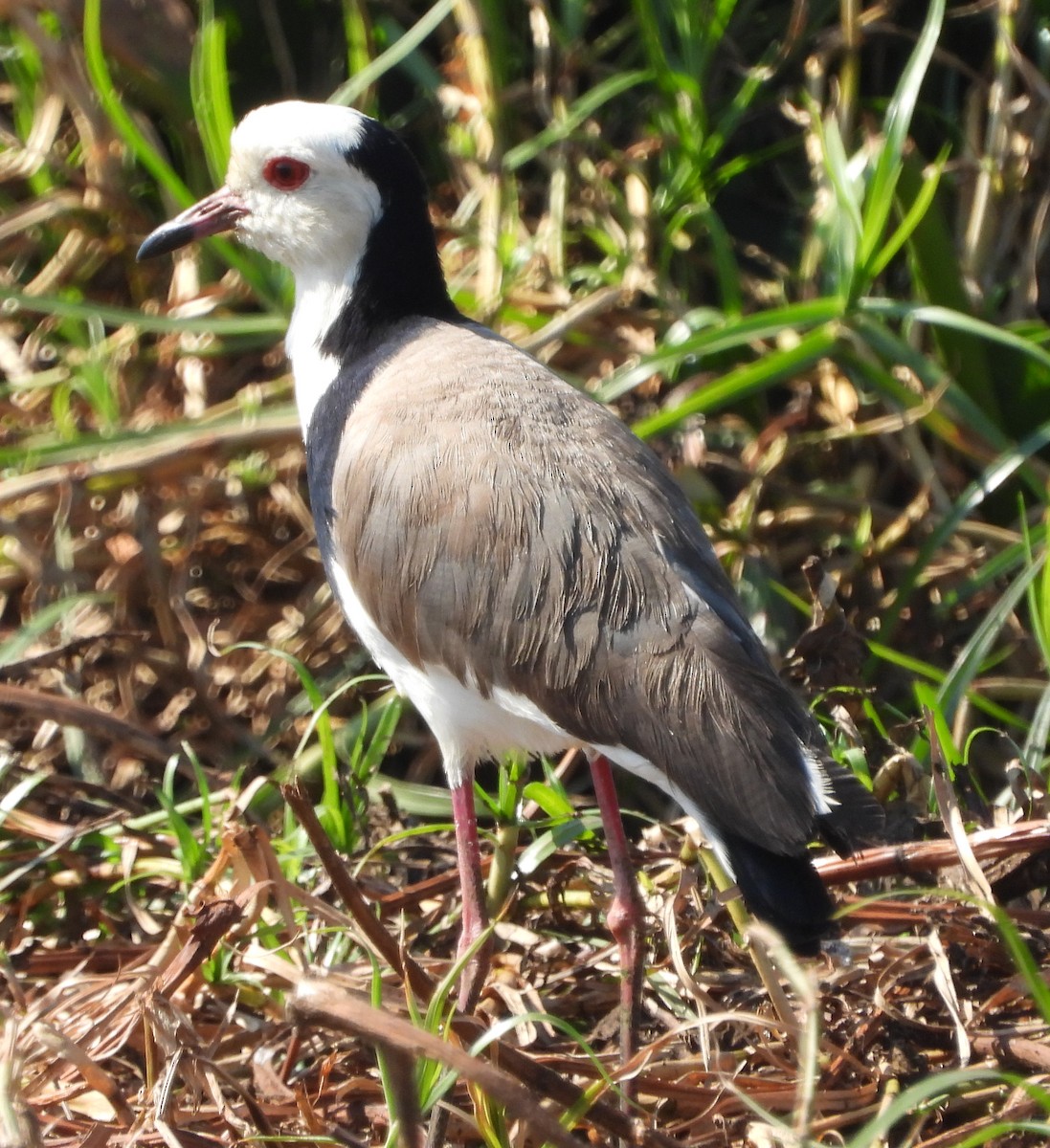 Vanneau à ailes blanches - ML621572437