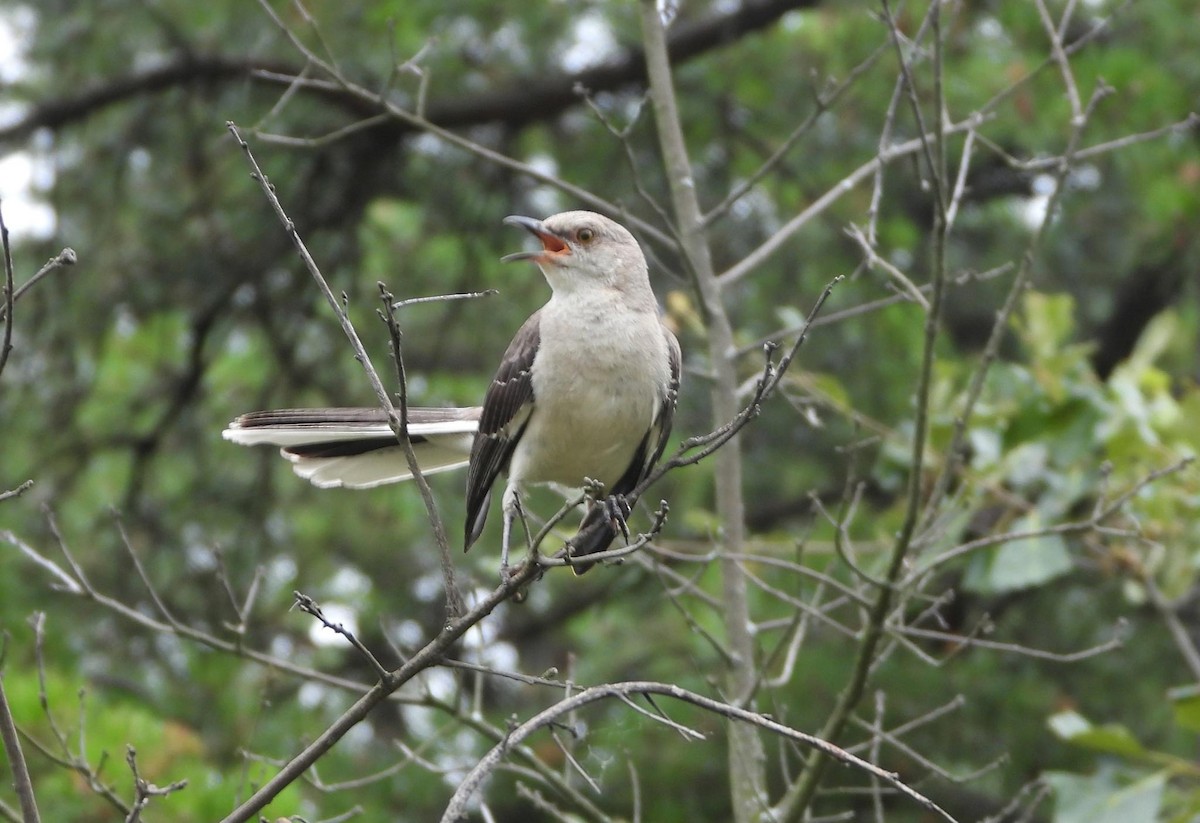 Northern Mockingbird - ML621572482