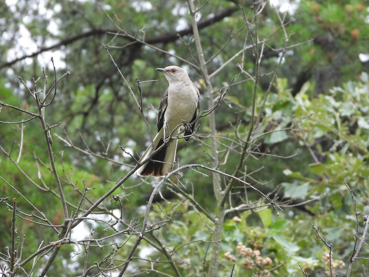 Northern Mockingbird - ML621572483